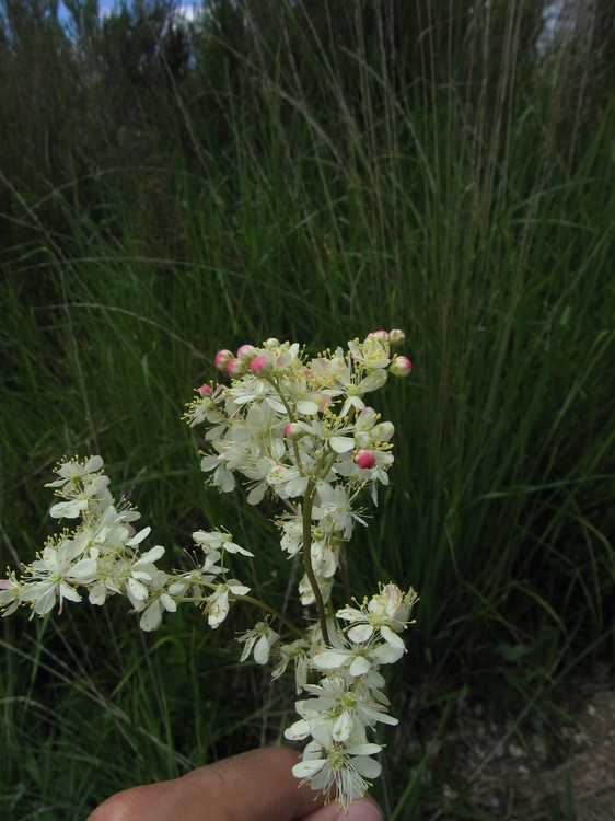 Filipendula vulgaris